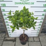 Hortenzia metlinatá (Hydrangea paniculata)  ‘Little Lime’  - výška 80-100 cm, kont. C10L - NA KMIENKU